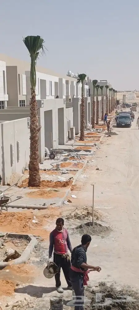 نخيل واشنطونيا 7