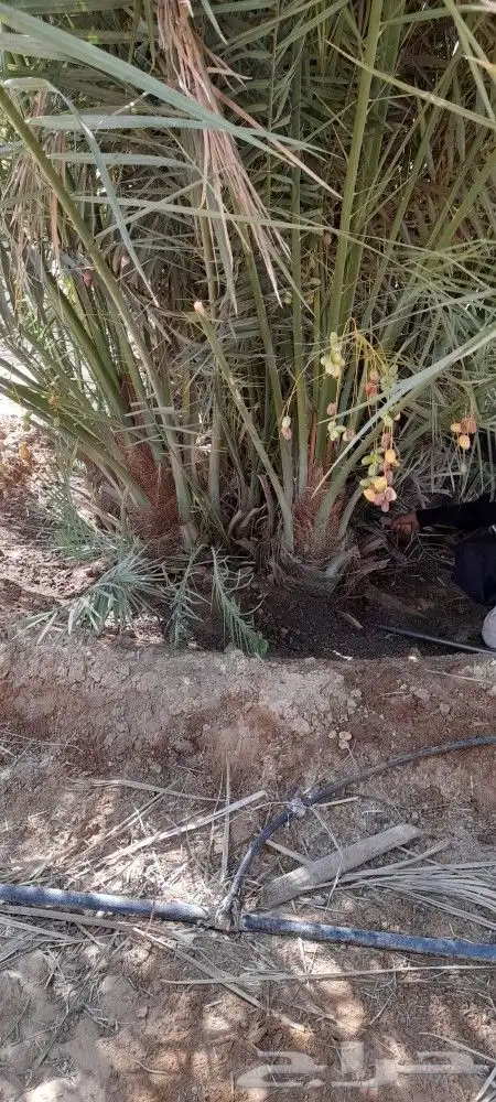 يوجد لدينا جميع انواع النخيل دمام الجبيل 3