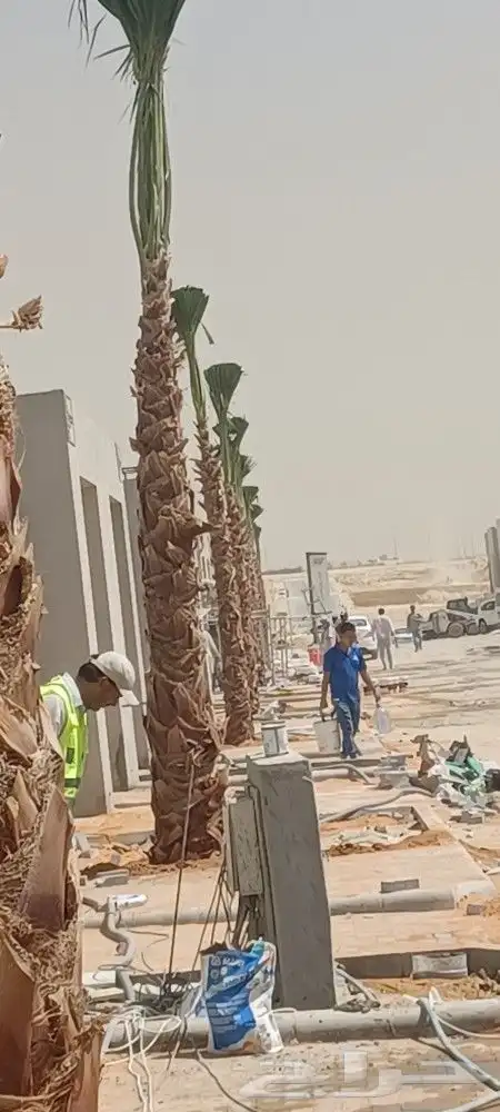 نخيل واشنطونيا 9