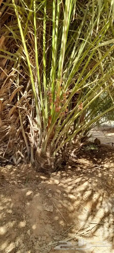 يوجد لدينا جميع انواع النخيل دمام الجبيل 5