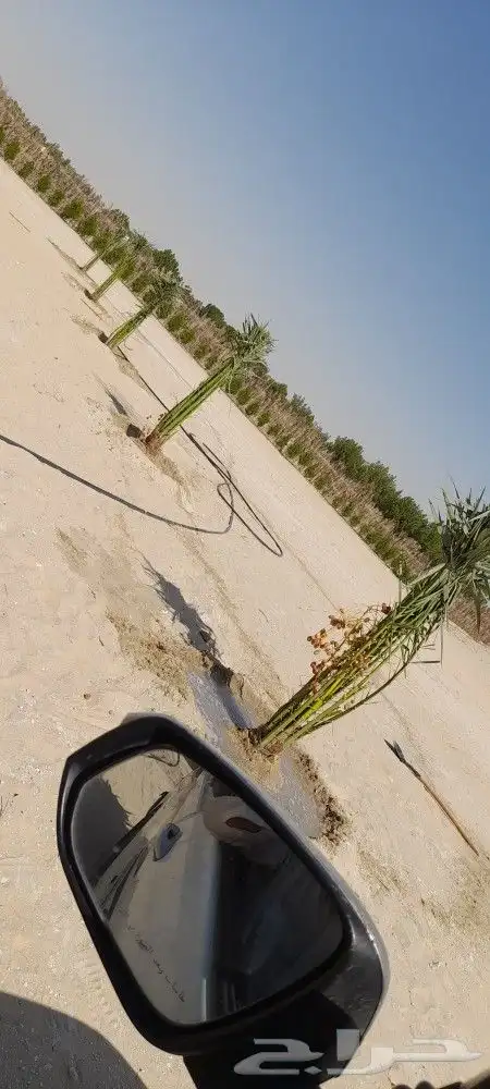 يوجد لدينا جميع انواع النخيل دمام الجبيل 0