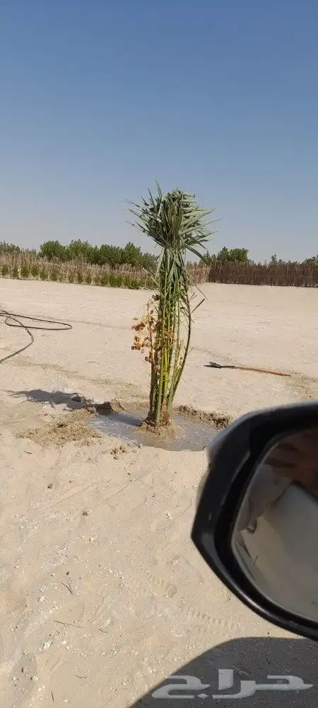 يوجد لدينا جميع انواع النخيل دمام الجبيل 1