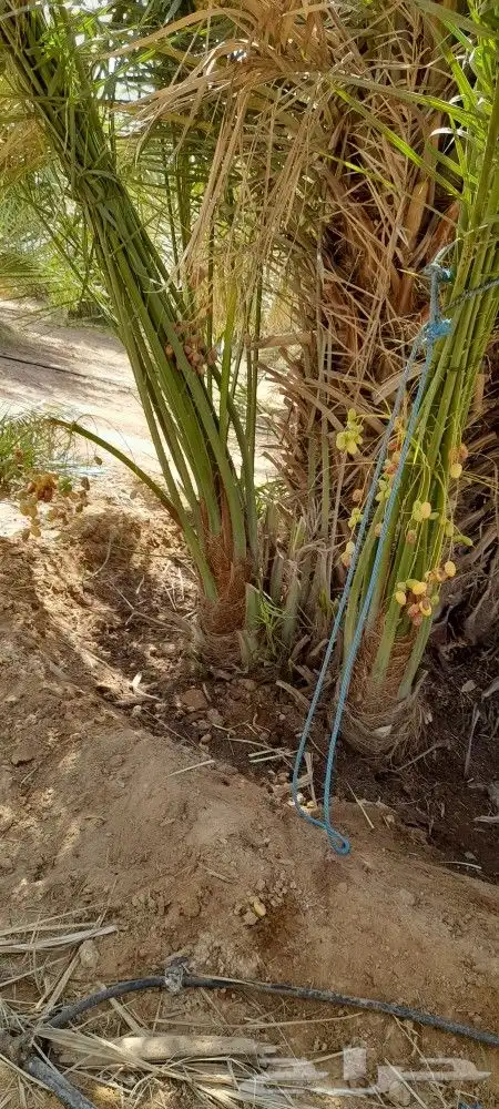 يوجد لدينا جميع انواع النخيل دمام الجبيل 4