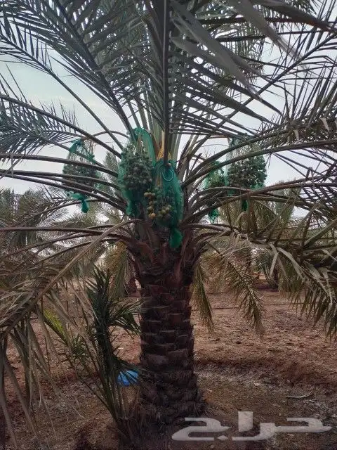 نخيل سكري اخلاص للبيع 1