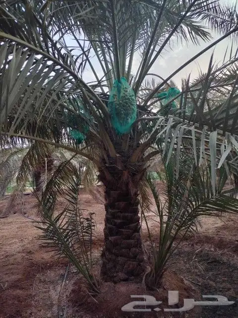 نخيل سكري اخلاص للبيع 0