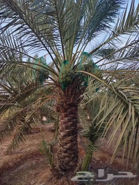 نخيل سكري اخلاص للبيع 3