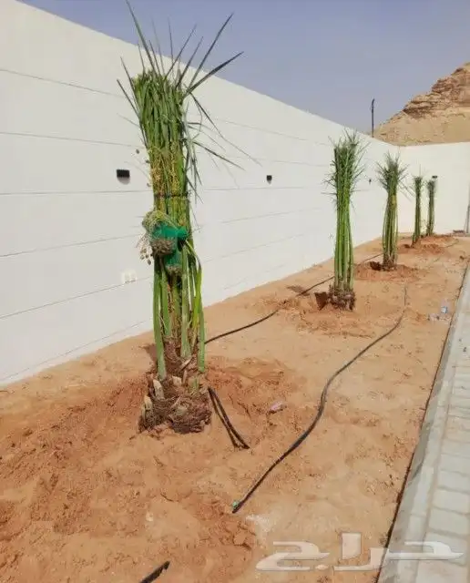 فسايل مثمر بجميع انواعها ونخيل كيير 1