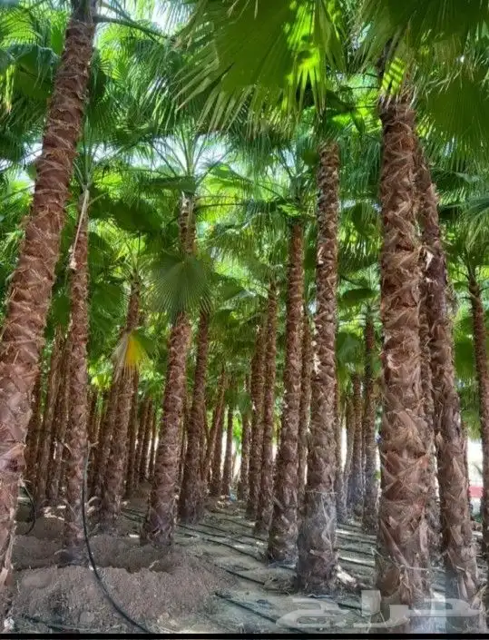 نخل واشنطني جميع المقاسات متوفره 0