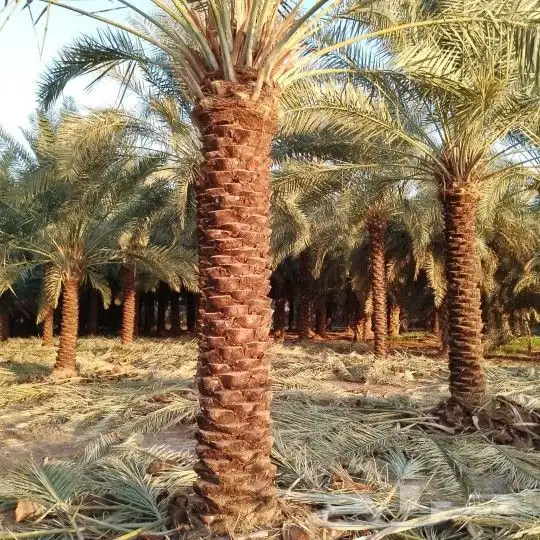 فسايل مثمر بجميع انواعها ونخيل كيير 6