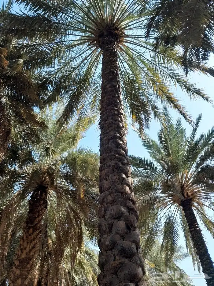 تكريب نخل بجميع انواعه عربي وشنطني وصيانه كامله للمزارع 0