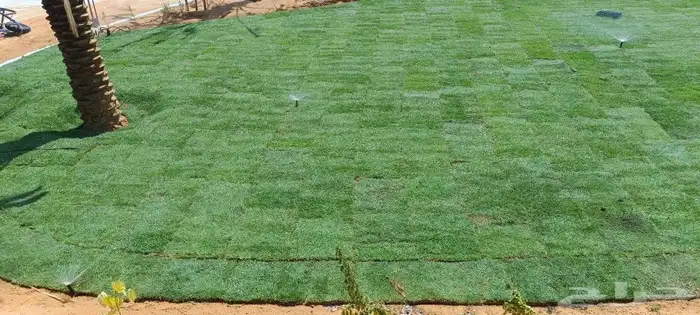 المهندس للمستقبل الأخضر 7