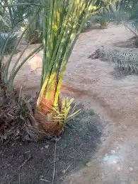 نخيل واشجار 4