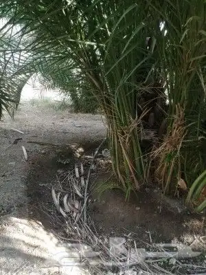 نخيل واشجار 1