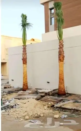 نخل القصيم المثمرة 6
