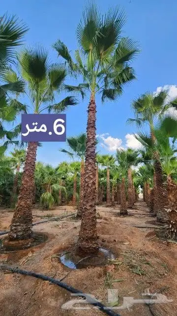 يوجد لدينا نخيل واشنطني 4