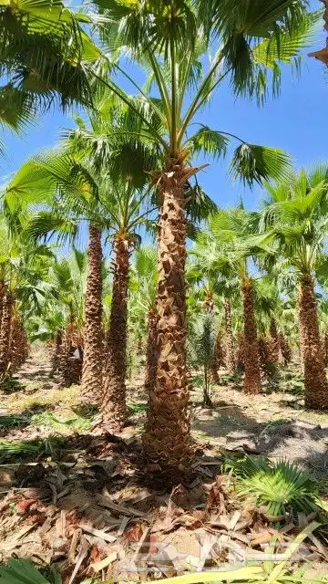 يوجد لدينا نخيل واشنطني 5