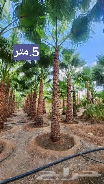 يوجد لدينا نخيل واشنطني 3