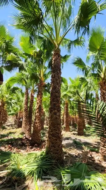 يوجد لدينا نخيل واشنطني 8