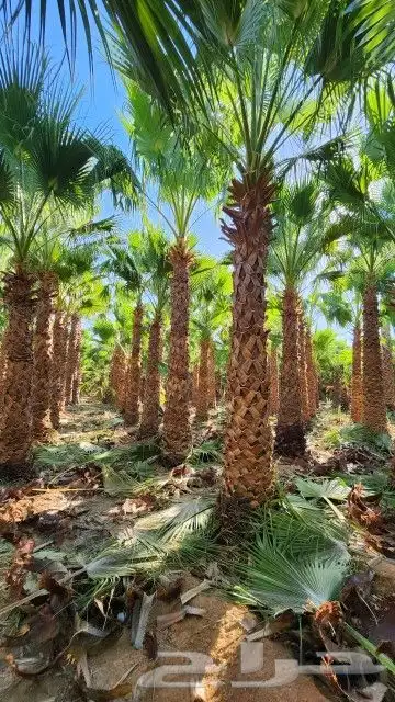 يوجد لدينا نخيل واشنطني 1