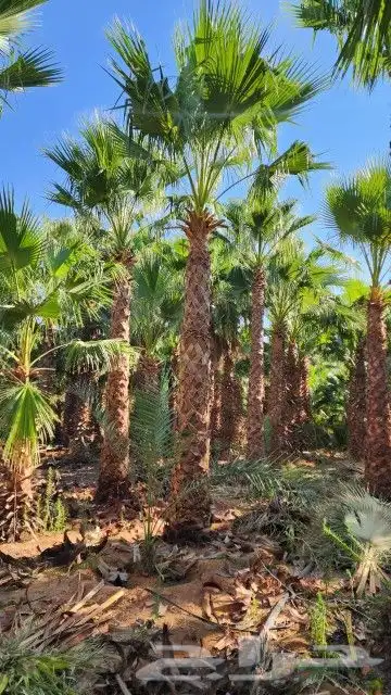 يوجد لدينا نخيل واشنطني 2