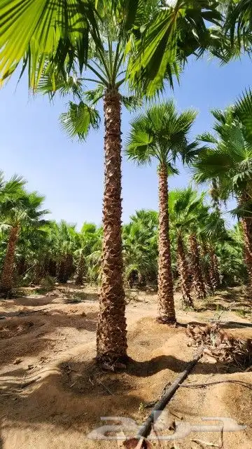 يوجد لدينا نخيل واشنطني 7