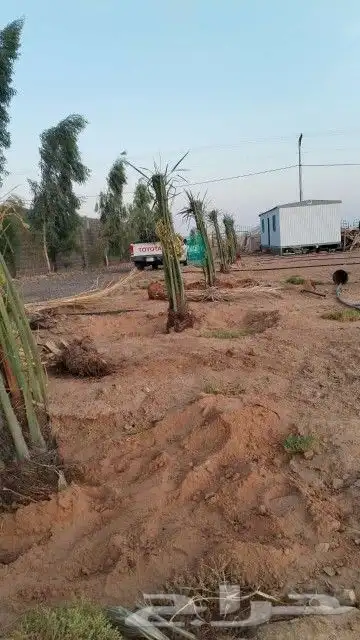 يوجد لدينا اخلاص درجه اولى بجميع انواعها مقاسات المختلف 5
