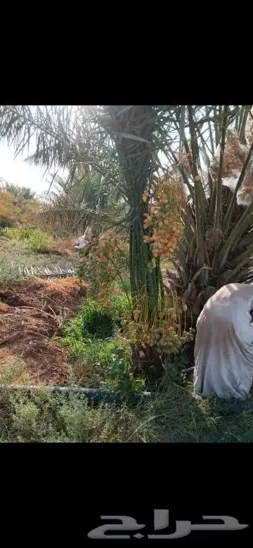 يوجد لدينا جميع انواع النخيل المثمرة عفيف البجديه الجمش نفي 2