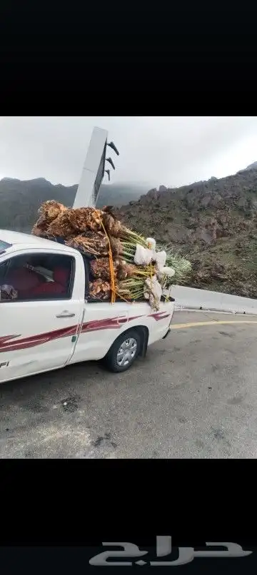يوجد لدينا جميع انواع انخيل المثمرة والزينه 5