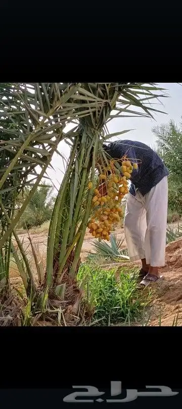 يوجد لدينا جميع انواع انخيل المثمرة والزينه 8