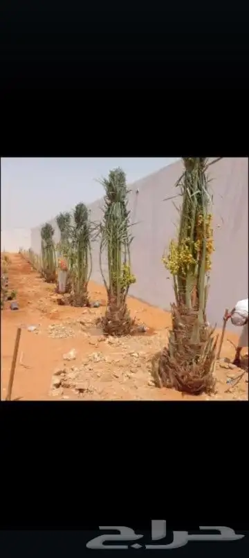 يوجد لدينا جميع انواع انخيل المثمرة والزينه 1