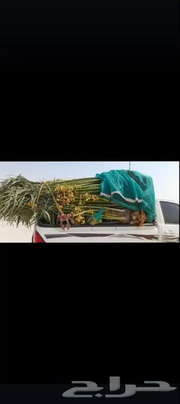 يوجد لدينا جميع انواع انخيل المثمرة والزينه 9