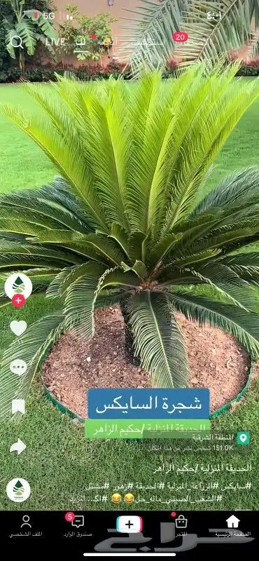 كل ما يخص الحدائق الزراعيه طبيعي وشبكات الري قص نخيل قص واشج 0