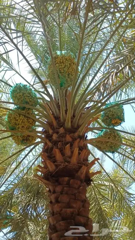 نخل القصيم المثمرة 3