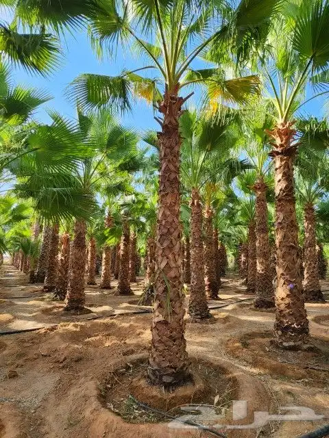 يوجد لدينا نخيل واشنطني 0