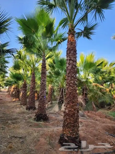 يوجد لدينا نخيل واشنطني 6