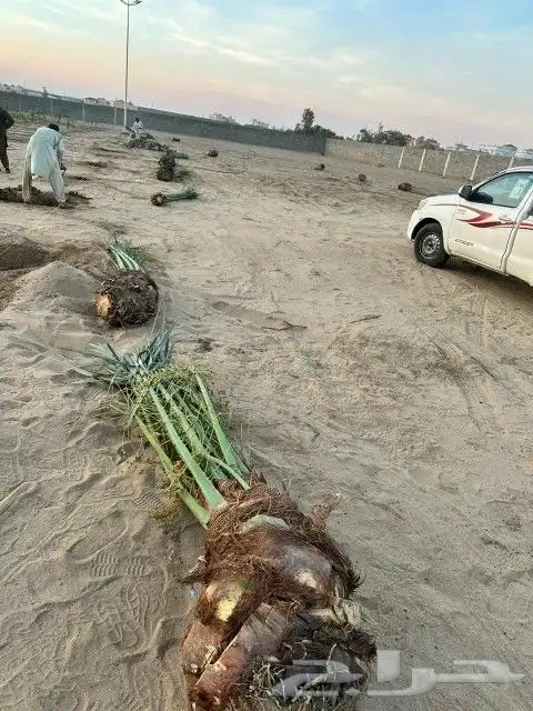نخل القصيم المثمرة 5