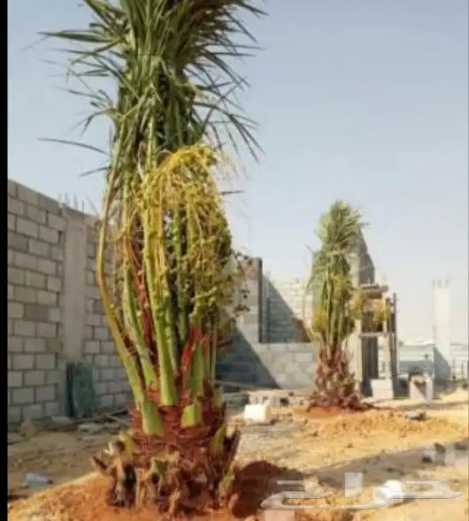 يوجد لدينا اخلاص درجه اولى بجميع انواعها مقاسات المختلف 8