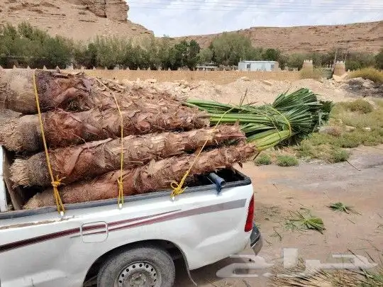 نخل القصيم المثمرة 7