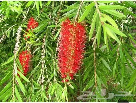 توريد وتركيب الزراعه الطبيعى 6