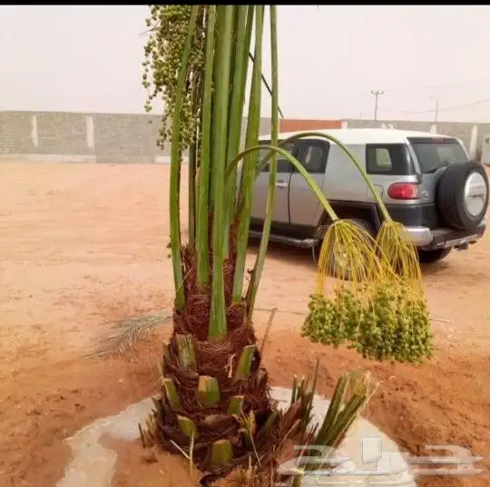 يوجد لدينا اخلاص درجه اولى بجميع انواعها مقاسات المختلف 9