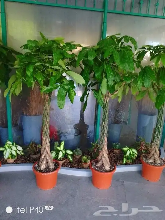 كل ما يخص الحدائق الزراعيه طبيعي وشبكات الري قص نخيل قص واشج 4