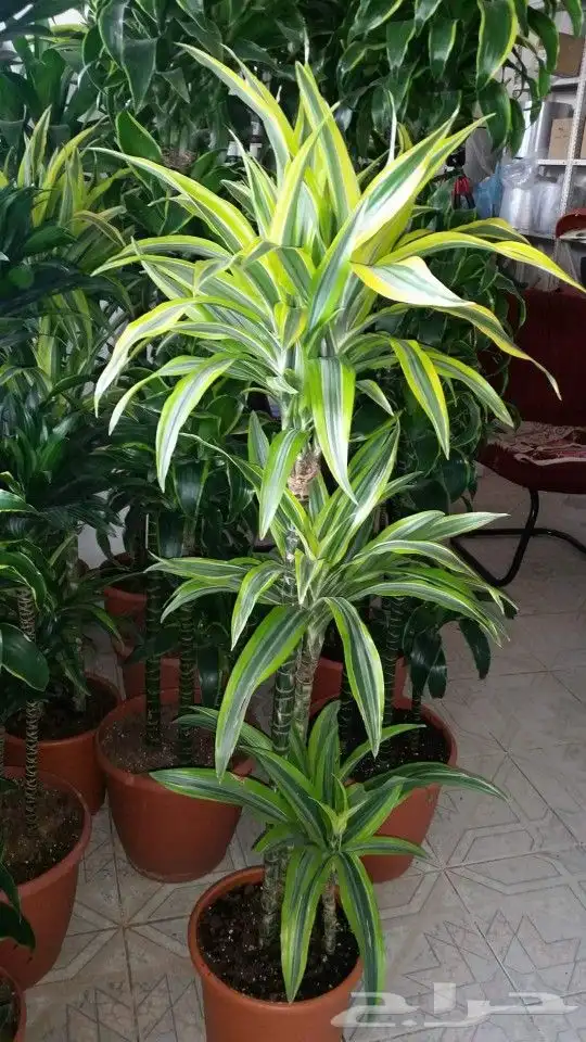 كل ما يخص الحدائق الزراعيه طبيعي وشبكات الري قص نخيل قص واشج 7