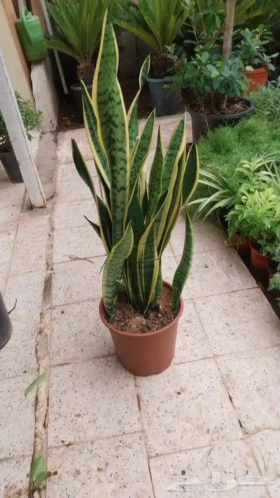 كل ما يخص الحدائق الزراعيه طبيعي وشبكات الري قص نخيل قص واشج 3