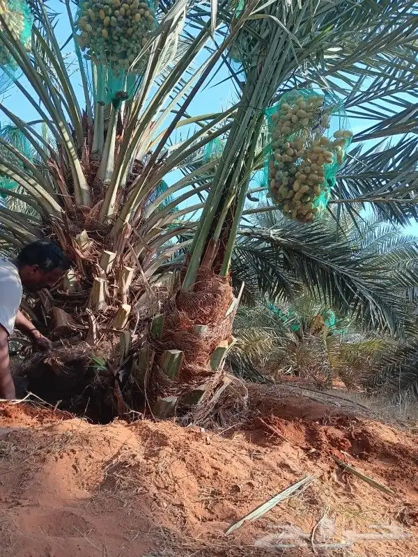 يوجد لدينا اخلاص درجه اولى بجميع انواعها مقاسات المختلف 3