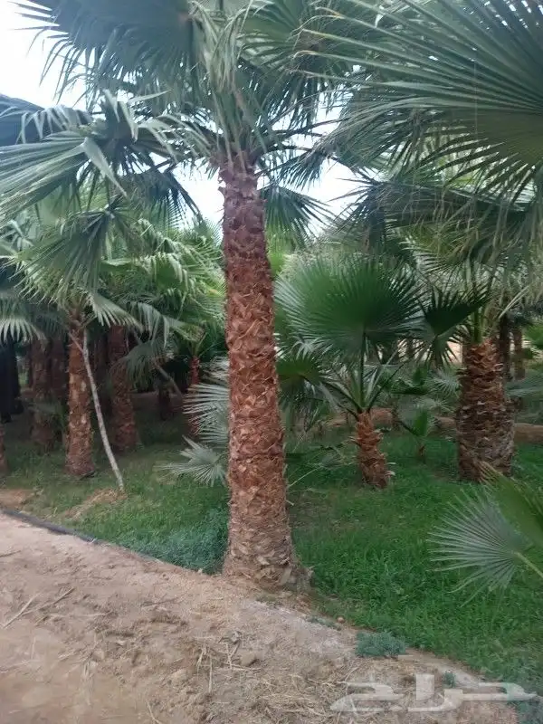 نخيل واشجار 8