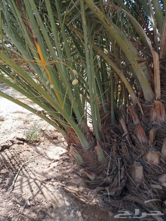 يوجد لدينا فسايل نخيل مثمره اخلاص وسكري وصقعي وبرحي 3