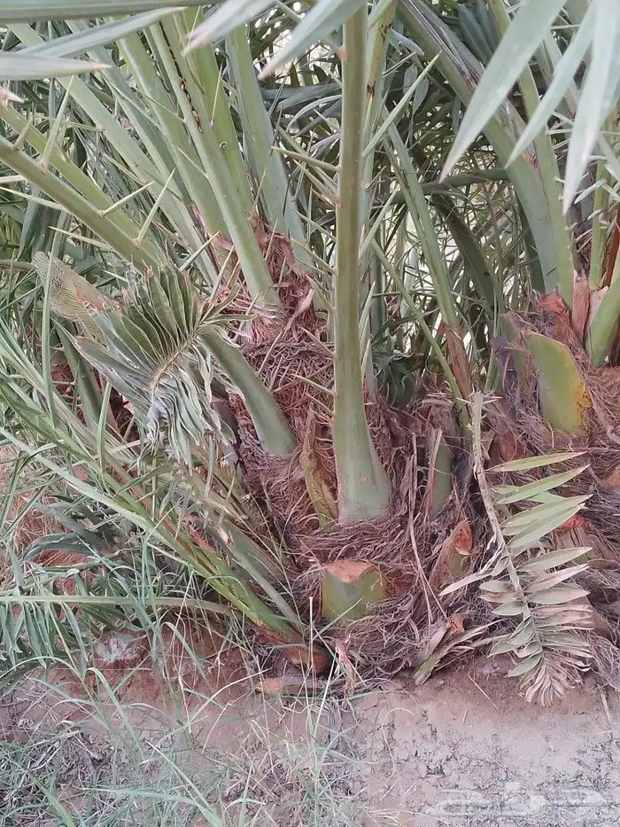 يوجد لدينا فسايل نخيل مثمره اخلاص وسكري وصقعي وبرحي 4