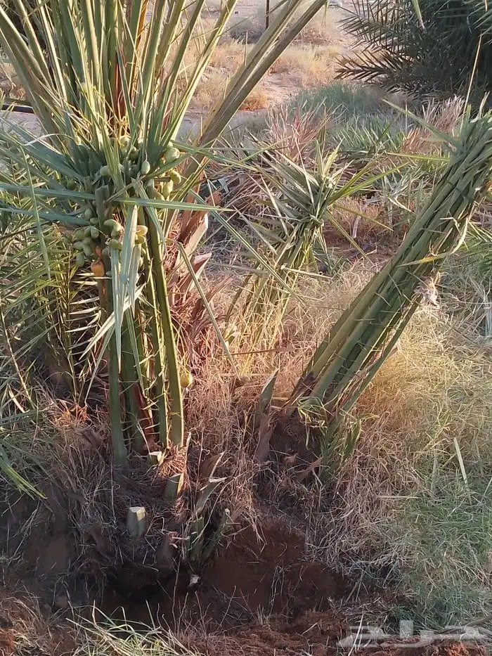 يوجد لدينا فسايل نخيل مثمره اخلاص وسكري وصقعي وبرحي 1