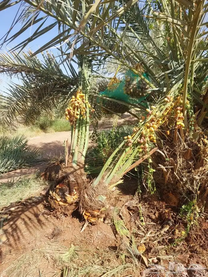يوجد لدينا اخلاص درجه اولى بجميع انواعها مقاسات المختلف 1