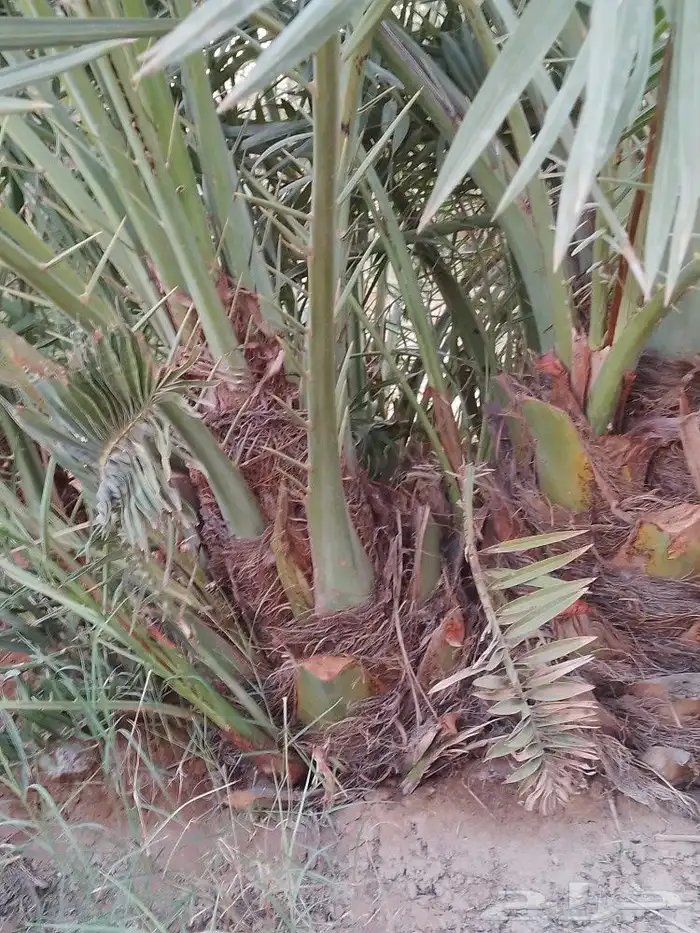 يوجد لدينا فسايل نخيل مثمره اخلاص وسكري وصقعي وبرحي 5